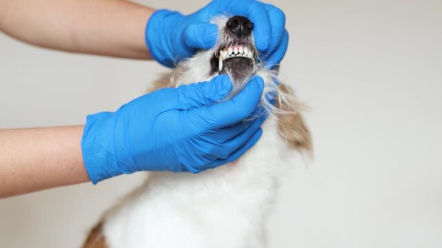 Veterinarian examines teeth of nervous Jack Russell Terrier in clinic. Close up shows plaque and tartar buildup on canine teeth. Doctor in blue gloves performs dental checkup.