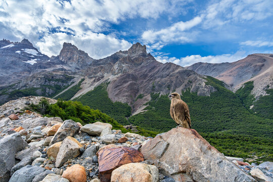 Chimango caracara bird perched on a rock with a scenic mountain landscape and glacier in the background, Patagonia, Argentina