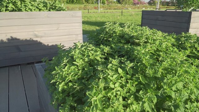 Lush green oregano foliage grows inside a wooden planter box under bright morning sunlight. Ideal for cooking shows, agricultural documentaries, or organic food promotions. 
