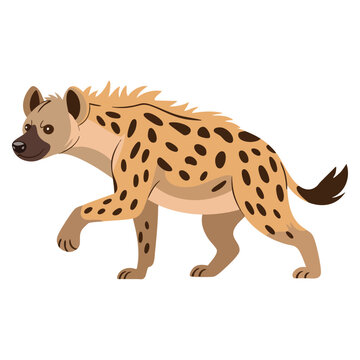 Spotted hyena Crocuta crocuta african native wild animal flat style vector illustration isolated on white background for wildlife and safari themes.