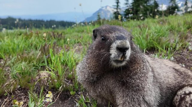 Chipmunk wild squirrel. Chipmunk rodent. Gopher outdoor. Wild animal in nature. Squirrel on ground. Rodent animal chipmunk. Rodent animal family. Ground squirrel. Hoary Marmot