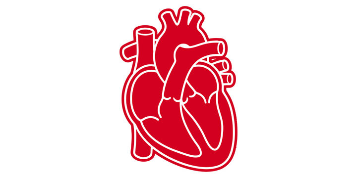 Red human heart illustration with aorta and veins on transparent background