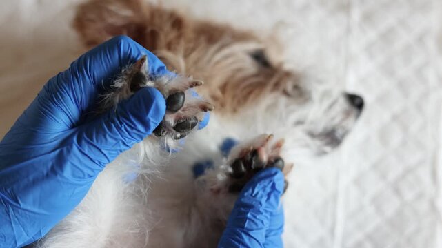 Veterinarian examines paws and overgrown nails of Jack Russell Terrier. Relaxed dog calmly allows handling during checkup. Close up shows paw pads claws and routine pet care.