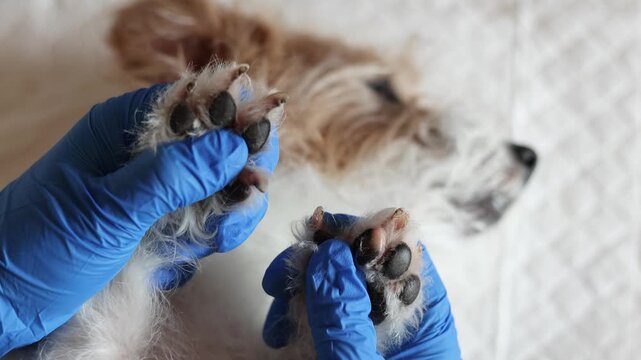 Veterinarian examines paws and overgrown nails of Jack Russell Terrier. Relaxed dog calmly allows handling during checkup. Close up shows paw pads claws and routine pet care.