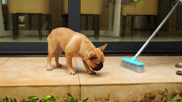 Owner diligently cleans floor tiles with broom and water, but constantly interrupted by playful French Bulldog puppy. Eager to engage, adorable pup amusingly attempts to play with brush and water