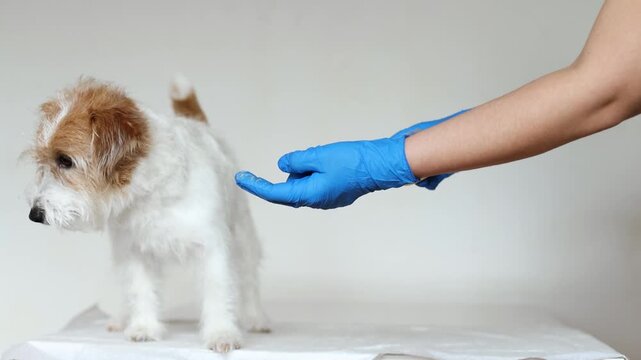 Beautiful Jack Russell Terrier sniffs paw cream during veterinary visit. Curious dog cautiously investigates product and licks veterinarian hands. Close up shows natural pet behavior and interaction.