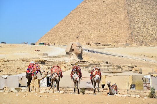 The Great Sphinx of Giza is a sphinx statue located in the Giza pyramids area in Cairo,the capital of Egypt.It is the largest single-stone statue in the world, measuring 73.5 meters long and 20 meters
