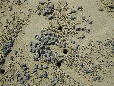 Sand bubbler crab holes and sand pellets pattern on a beach texture