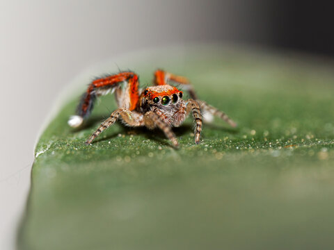 Saltique barbue m&acirc;le (Saitis barbipes) sur feuille verte, macrophotographie d&rsquo;une araign&eacute;e sauteuse en habitat naturel