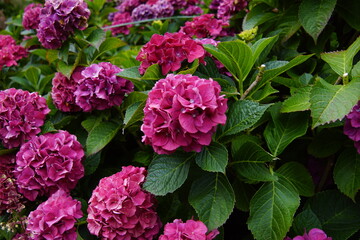 Fototapeta premium pink hydrangea flowers in garden