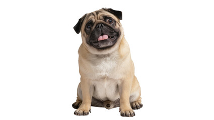 Cute fawn pug dog sitting tongue out, isolated on transparent background © Lukas