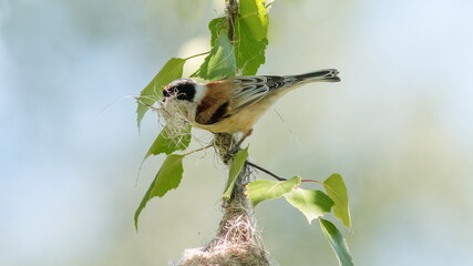 blue tit on a branch © lazalnik