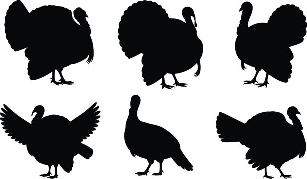 Turkey bird silhouette collection, wild poultry poses and Thanksgiving vector animal set illustration