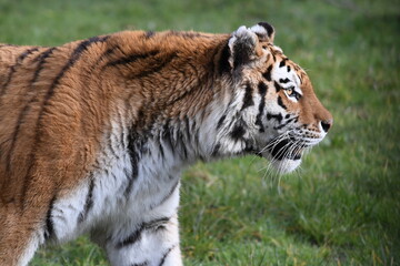 Close up side profile portrait of a beautiful tiger walking in grass © Aoun