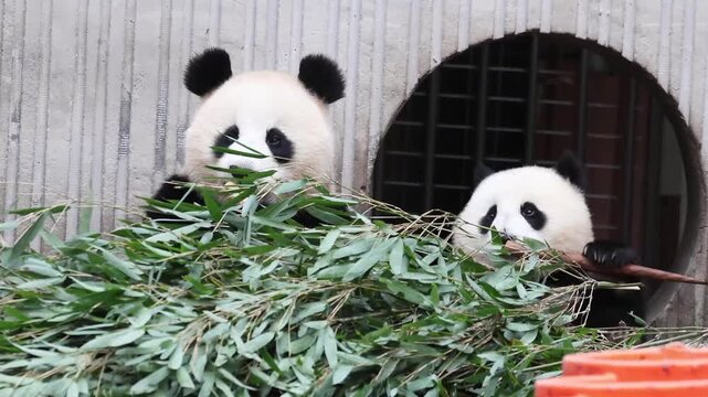 Family portrait, Mother panda and her Cub, eating Fresh Bamboo leaves ,Wolong Panda Base