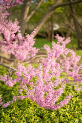 Obraz premium Pink redbud blossoms (Cercis canadensis) blooming on slender branches in a spring garden landscape. The image captures the vibrant beauty of native flowering trees, and seasonal renewal