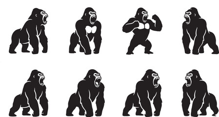 Fierce silverback gorillas roaring and beating chest aggressively © HM