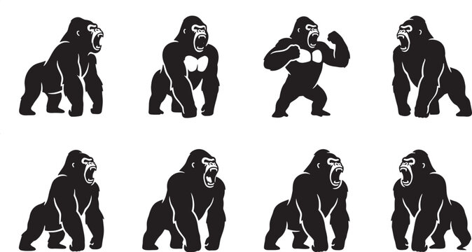 Fierce silverback gorillas roaring and beating chest aggressively