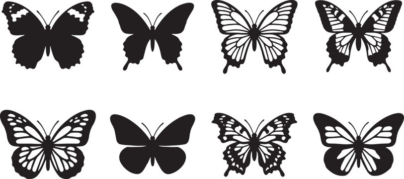 Symmetrical butterfly wing patterns and elegant insect collection