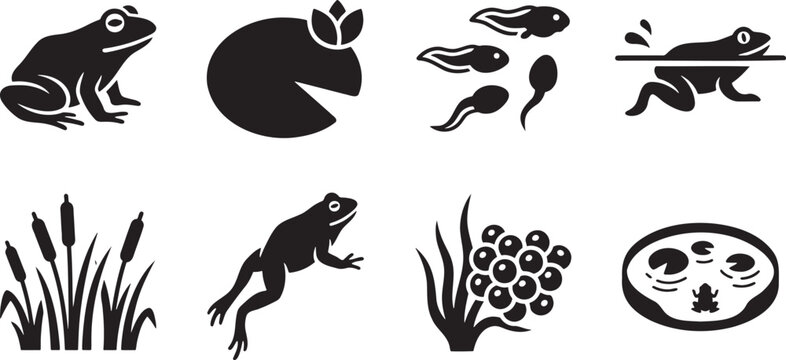 Complete biological life cycle of a pond frog development