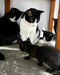 Black and White Cat Family with Kittens Indoors © Richelle