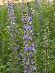 Fototapeta premium Viper bugloss echium vulgare flowers blooming in summer field