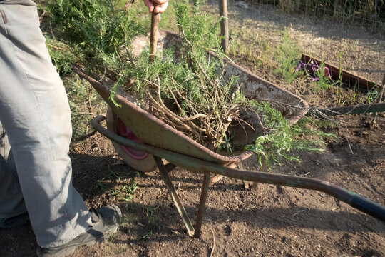 Uomo al lavoro nel giardino che carica rami e piante potate dentro una vecchia carriola di ferro arrugginita durante i lavori di pulizia dell'orto