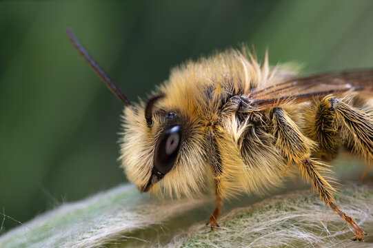 Pantaloon bee (Dasypoda hirtipes) on Rose Campion (Lychnis coronaria) leaf