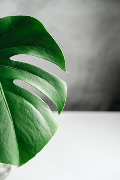 Monstera leaf on white background, tropical botanical minimal nature concept, copy space
