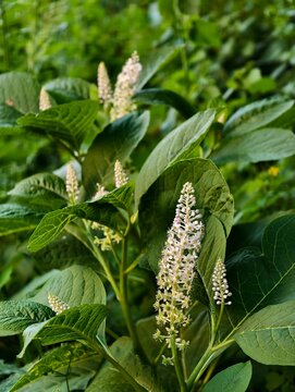 American pokeweed phytolacca americana blooming in summer garden