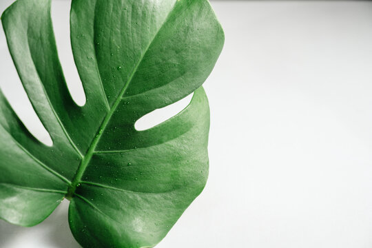 Fresh monstera foliage with water droplets, wellness and nature concept. Copy space