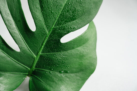 Close up of monstera leaf with water droplets and tropical texture