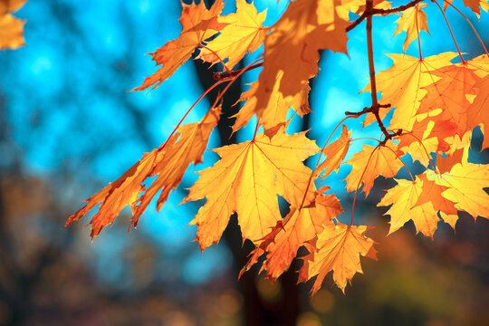 Golden maple leaves backlit by autumn sun, close-up of fall foliage on tree branches