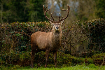 Fototapeta premium wild stag ireland
