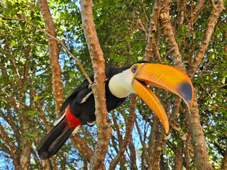 Tucano na arvore em serra negra © Everton