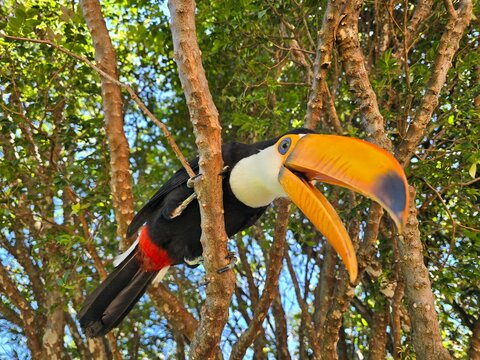Tucano na arvore em serra negra