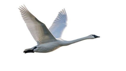 Graceful white swan with outstretched wings flying, isolated on transparent background © Claudia