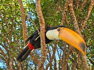 Tucano em serra negra © Everton