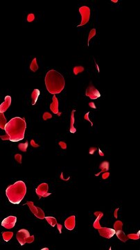 Elegant Rose Petals Falling Gracefully on Empty Black Background, Romantic Floral Animation With Slow Motion Petal Drift for Wedding Videos, Valentine's Content and Cinematic Motion Graphics