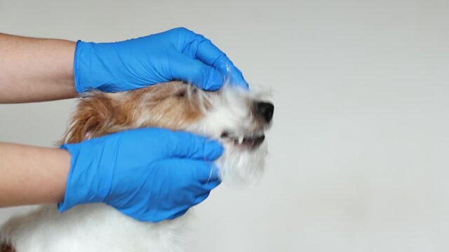 Dog resists oral examination and refuses to open mouth for veterinarian. Pet pulls back and struggles during dental checkup.