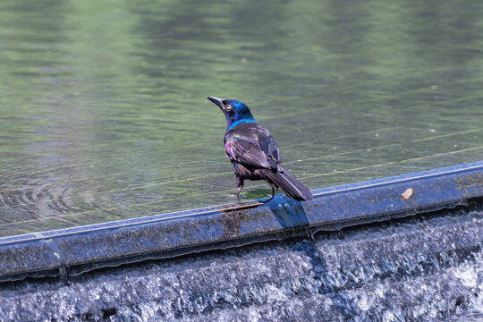 Common Grackle Displaying Metallic Plumage Beside Fountain Cascade And Pool