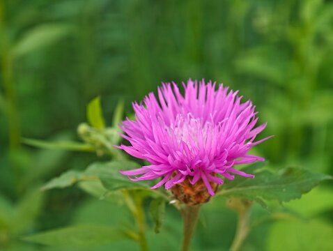 Brown knapweed centaurea jacea flower blooming close up