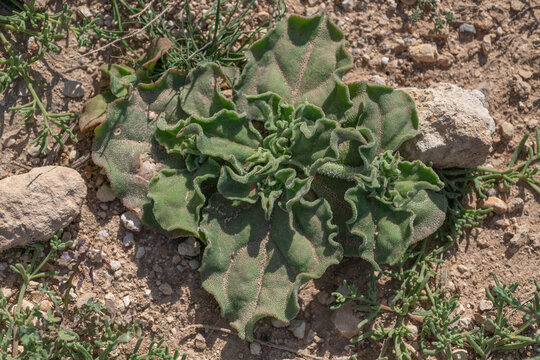 Low growing coastal halophyte with thick crinkled leaves spreading across rocky limestone soil in a Mediterranean landscape. Drought adapted vegetation with distinctive natural texture.