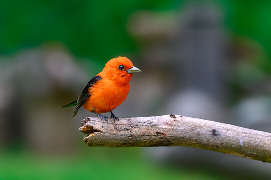 A male Scarlet Tanager ( Piranga olivacea ) has stopped by our feeders here in Windsor in Upstate NY.  The bright orange of this bird is eye-catching.