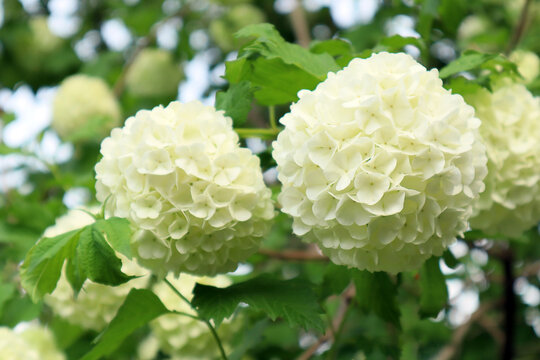 White, spherical flowers of Viburnum opulus 'Roseum'. Natural floral backdrop. Beauty in nature.