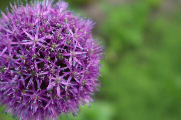 Fototapeta premium Close-up of a purple ball-shaped allium flower. Copy space. Natural floral background.