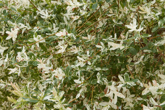 Salix integra 'Hakuro Nishiki', Japanese willow with variegated green and white leaves, densely packed foliage against a natural background