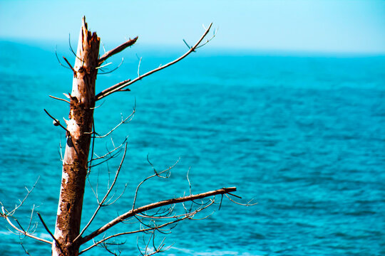 Ocean or Sea Framed by a Snag of a Tree-Ripples of Water- When You've Hit a Snag, Snag, Snagged, tree, Hitting a Snag, Frame, Border, Backdrop, Background, Branches, Branched out, Water, Sky, Horizon,