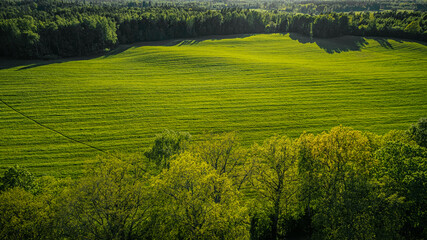 Obraz premium Lush green agricultural field with neatly arranged rows of crops and dense forest in the background under bright sunlight in a rural landscape