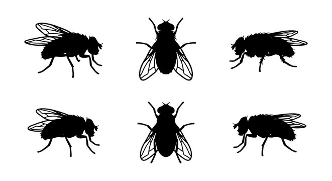 Six Black Fly Silhouettes, Insect Vector Icons, Flying Bug Graphics, Pest Control Elements, Macro Arthropod Illustrations